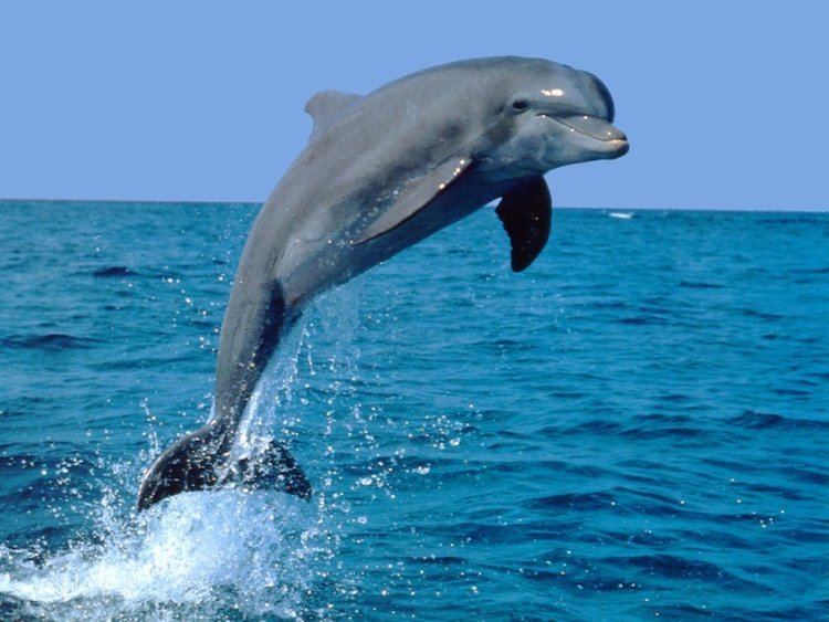 Dolphin Dolphin The Smartest Animal on This Earth NewsReadin