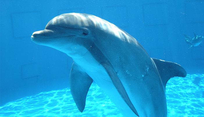 Dolphin Dolphin The Smartest Animal on This Earth NewsReadin