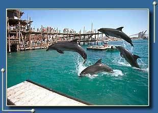Dolphin Reef wwweilatguidecomimagesimgdlphinjpg