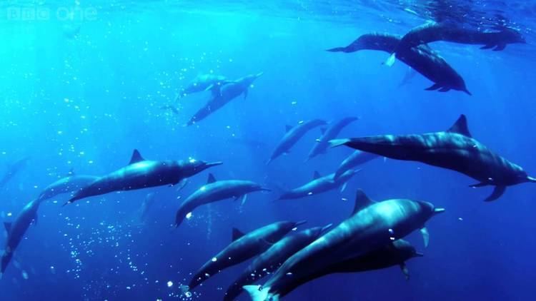 Dolphins - Spy in the Pod Dolphin megapod filmed for the first time Dolphins Spy in the