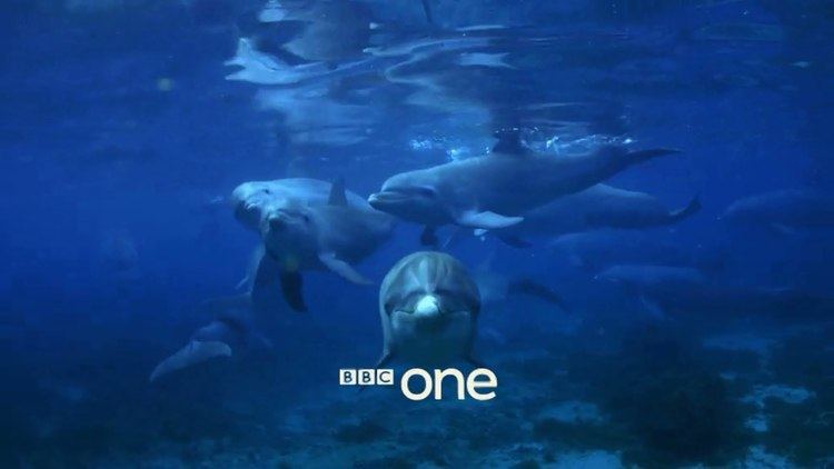 Dolphins - Spy in the Pod Dolphins Spy in the Pod Trailer BBC One YouTube