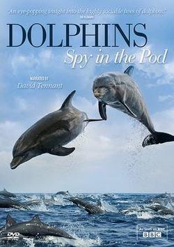 Dolphins - Spy in the Pod httpsuploadwikimediaorgwikipediaenthumba