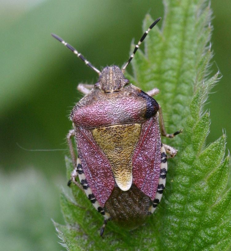 Dolycoris - Alchetron, The Free Social Encyclopedia