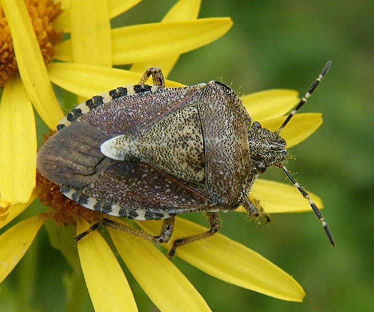 Dolycoris - Alchetron, The Free Social Encyclopedia