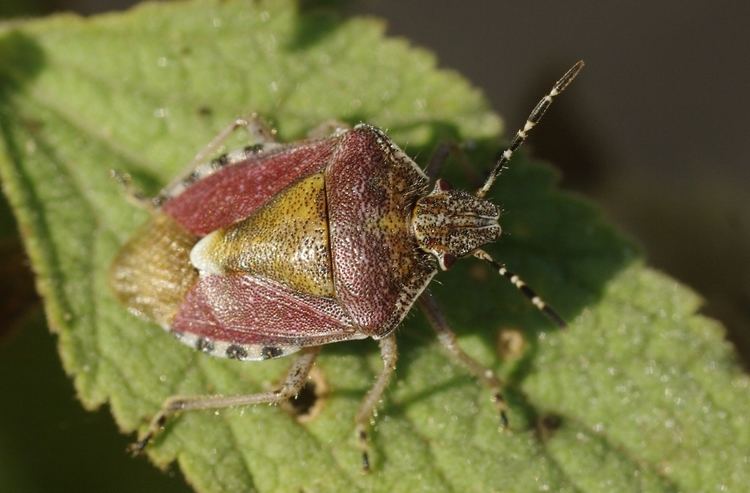 Dolycoris - Alchetron, The Free Social Encyclopedia