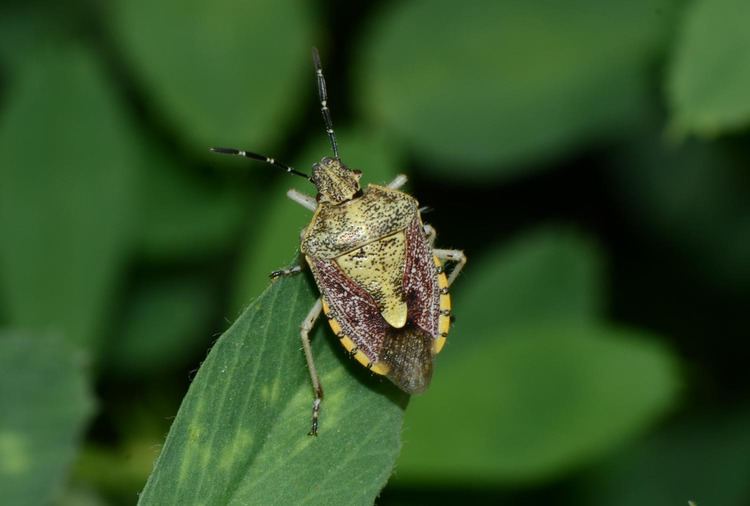 Dolycoris - Alchetron, The Free Social Encyclopedia