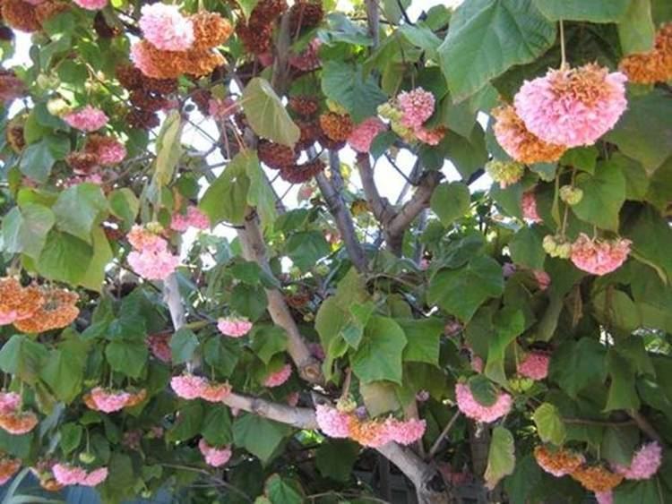 Dombeya wallichii Planting amp Caring For Your Tropical Hydrangea Pink Ball Dombeya