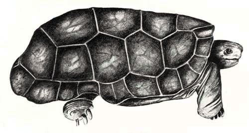 Domed Rodrigues giant tortoise httpsuploadwikimediaorgwikipediacommons11