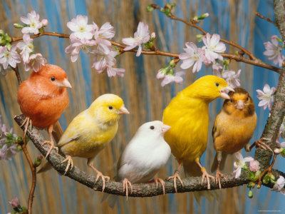 Domestic canary Domestic Canary Facts As Pets Care Temperament Pictures