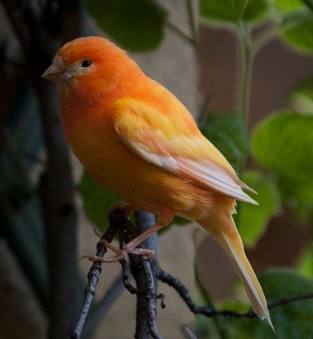 Domestic canary Domestic Canary Facts As Pets Care Temperament Pictures