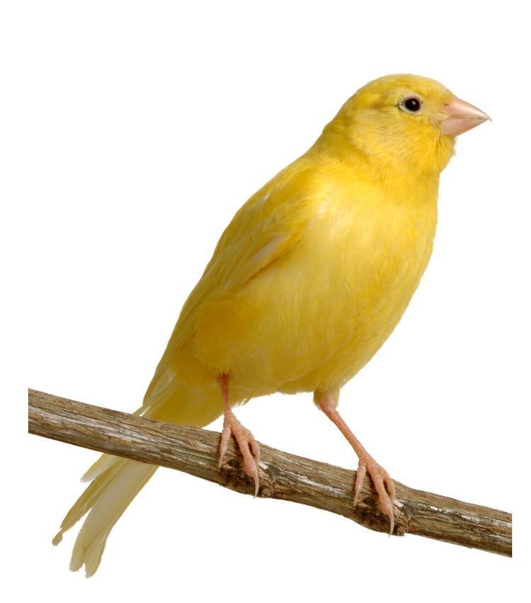 Domestic canary httpssmediacacheak0pinimgcomoriginals26
