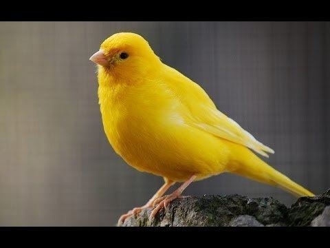 Domestic canary Canary singing Canary Bird song YouTube