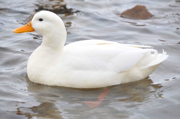 Domestic duck wwwbrickfieldsparkorgimagesjpgsanasplatyrhync