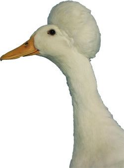 Domestic duck Domestic Duck Breeds