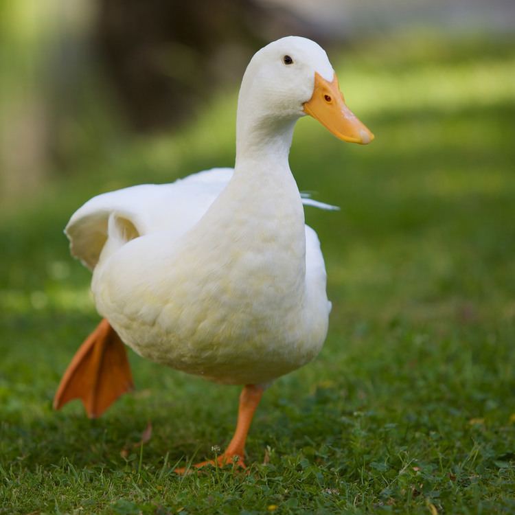 Domestic duck Domestic Duck GATAG 30