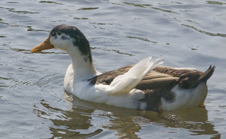 Domestic duck At Westmoreland Park the domestic ducks and geese will soon have