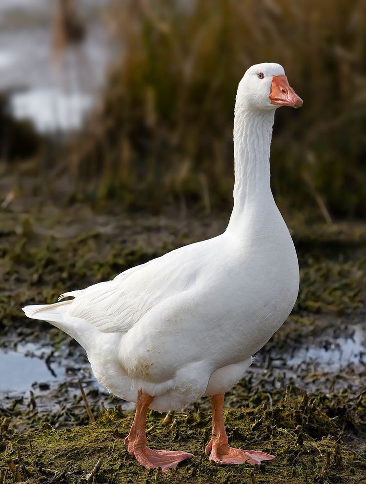 Domestic goose httpsuploadwikimediaorgwikipediacommons33