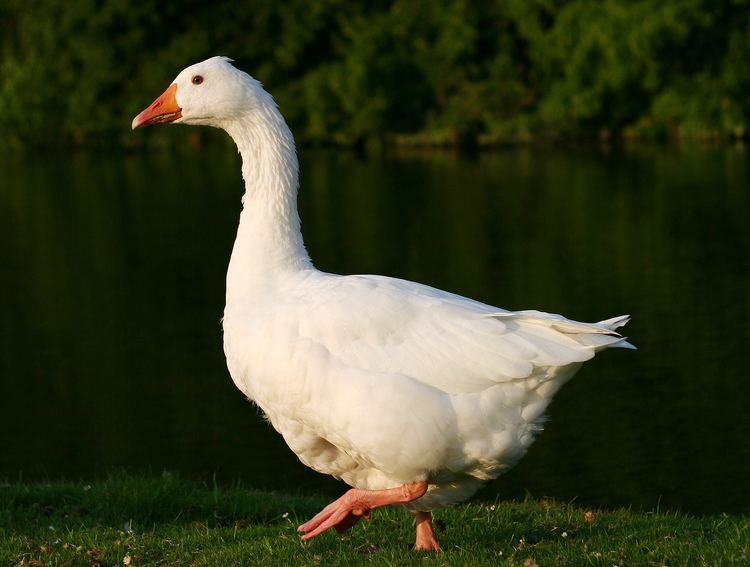 Domestic goose FileDomestic Goose 2jpg Wikimedia Commons