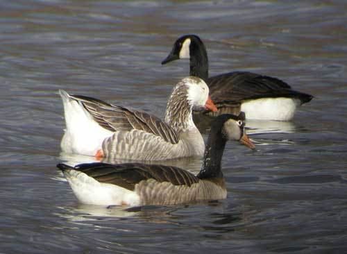 Domestic goose Confusing Domestic Geese