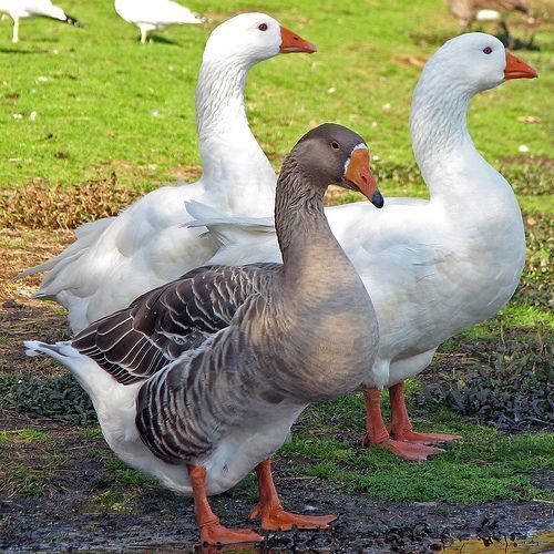 Domestic goose domestic geese breeds Greylag Goose Hybrid Domestic Fowl