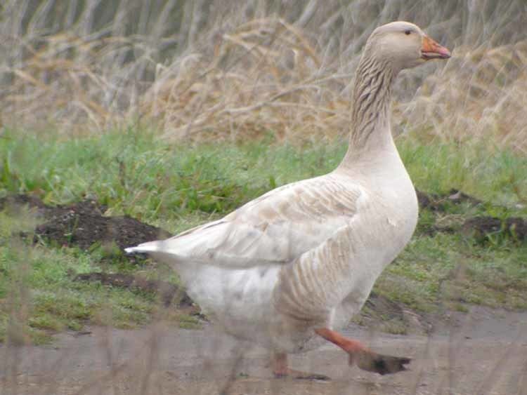 Domestic goose Domestic geese gobirdingeu