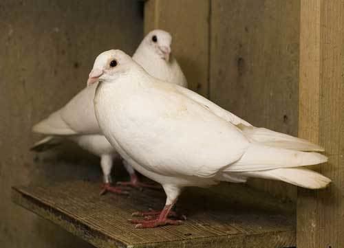 Domestic pigeon Domestic Pigeon Saint Louis Zoo