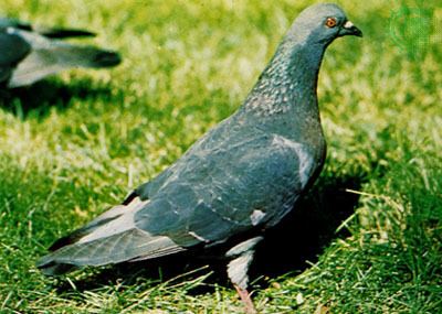 Domestic pigeon domestic pigeon bird Britannicacom