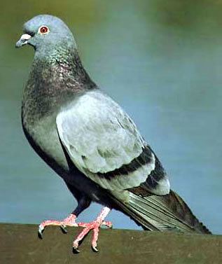 Domestic pigeon wdfwwagovlivingspeciesgraphicspigeon1jpg