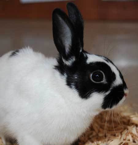 Domestic rabbit Chicago Zoological Society Domestic Rabbit