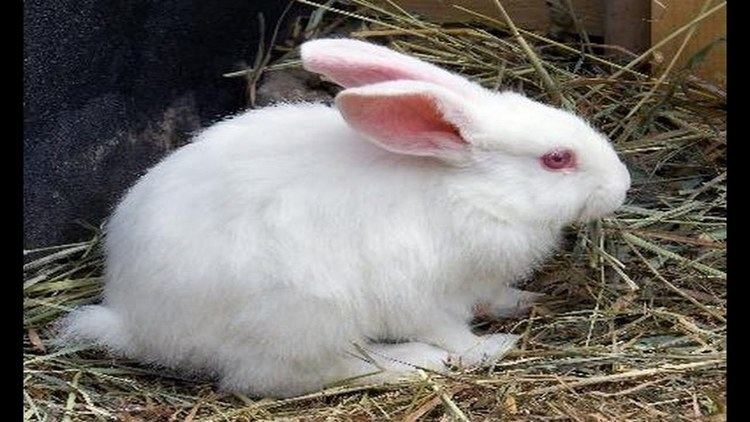 Domestic rabbit Domestic rabbit or domesticated rabbit YouTube