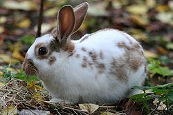 Domestic rabbit httpsuploadwikimediaorgwikipediacommonsthu