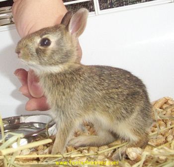 Domestic rabbit Fosterbunnies Cottontails amp Domestic