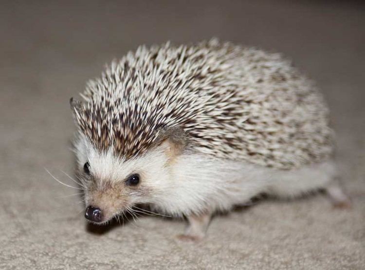 Domesticated hedgehog Domestic Animals Reflections Photo Blog