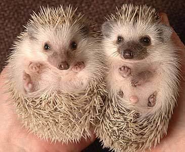 Domesticated hedgehog African Pygmy Hedgehog Animal Pictures and Facts FactZoocom