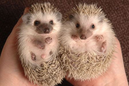 Domesticated hedgehog Petition Help Legalize Hedgehogs in the State of Pennsylvania