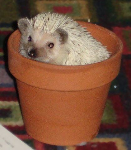 Domesticated hedgehog 1000 ideas about Domesticated Hedgehog on Pinterest Baby