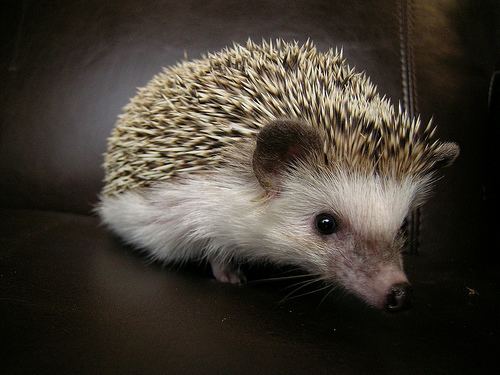 Domesticated hedgehog 1000 images about VRI Hedgehogs on Pinterest No worries Pets and