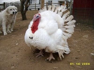 Domesticated turkey Keeping Turkeys as Pets