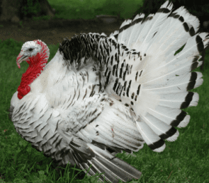Domesticated turkey justcookingin Food Dictionary Meat amp Meat Products Domestic