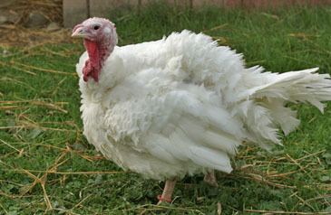 Domesticated turkey Animal Facts Turkeys