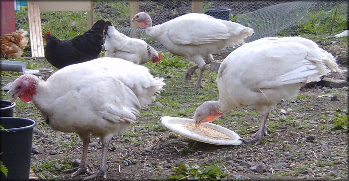 Domesticated turkey The Poultry Guide Domestic Turkeys Birds