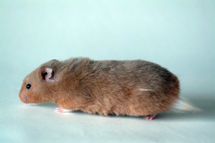 Domestication of the Syrian hamster