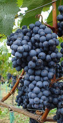 Domina (grape) httpsuploadwikimediaorgwikipediacommonsthu