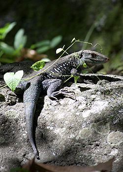 Dominican ground lizard httpsuploadwikimediaorgwikipediacommonsthu