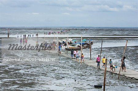 Don Hoi Lot People Looking for Razor Clams in Mud Flats of Don Hoi Lot Samut