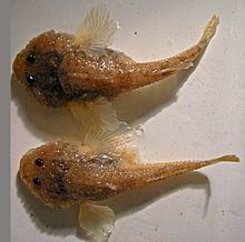 Don tadpole-goby httpsuploadwikimediaorgwikipediacommonsthu