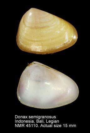 Donacidae HomeNATURAL HISTORY MUSEUM ROTTERDAM Mollusca Bivalvia
