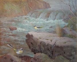 Donald Watson (artist) Yellow Wagtail by Falls by Donald Watson