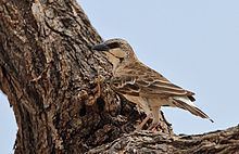Donaldson Smith's sparrow-weaver httpsuploadwikimediaorgwikipediacommonsthu
