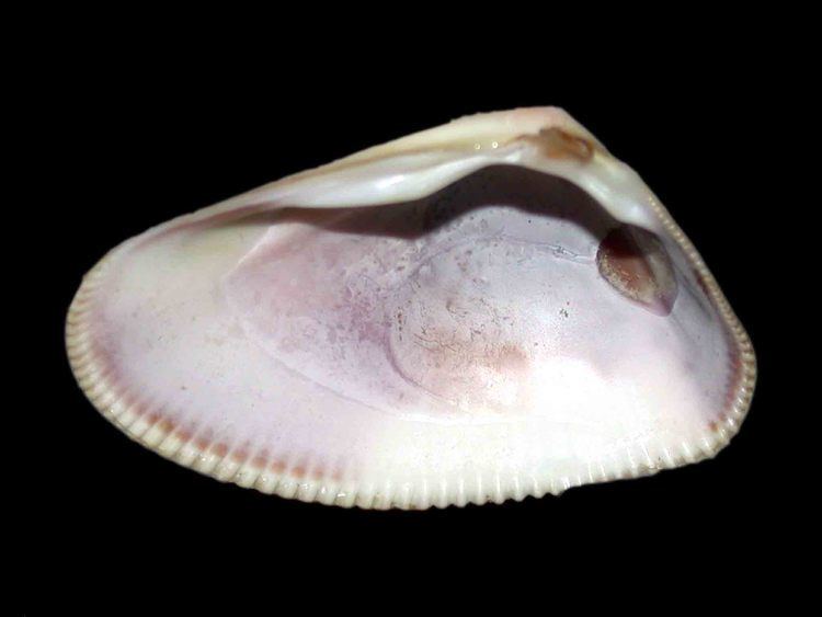 Donax (bivalve) Holman Shell Collection